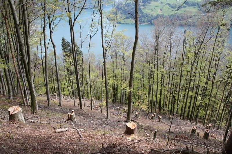 Die Oberallmeindkorporation Schwyz produziert nachhaltige Grill-Kohle in der Schweiz