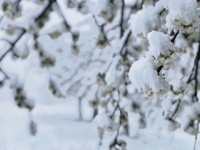 Kirschblüten unter der Schneelast: Die milden Winter haben einen frühen Vegetationsbeginn zur Folge.