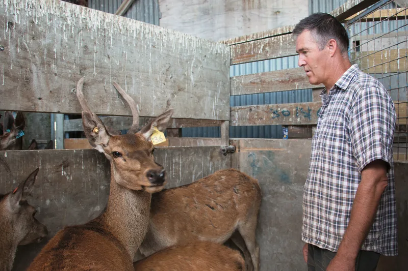 Ein ruhiger Umgang mit seinen Tieren ist für den neuseeländischen Farmer Lyndon Matthews das A und O in der Wildtierhaltung.
