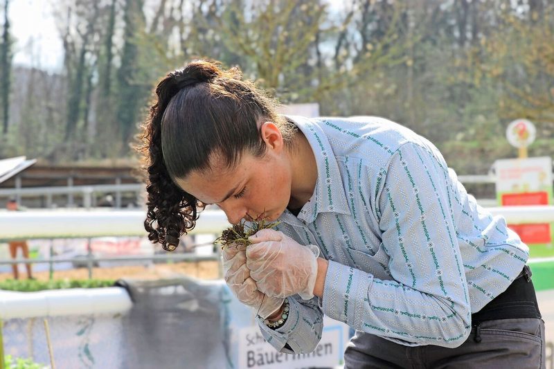 Das Umfeld ausschalten und tief durchatmen: Annina Hartmann beim Beurteilen von Silage.