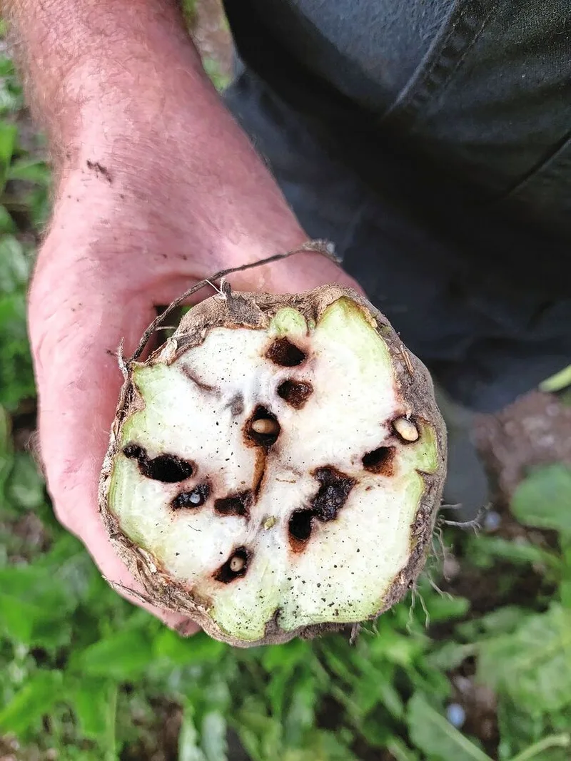 Der Rübenrüssler bohrte sich bereits in den Rübenkopf ein.