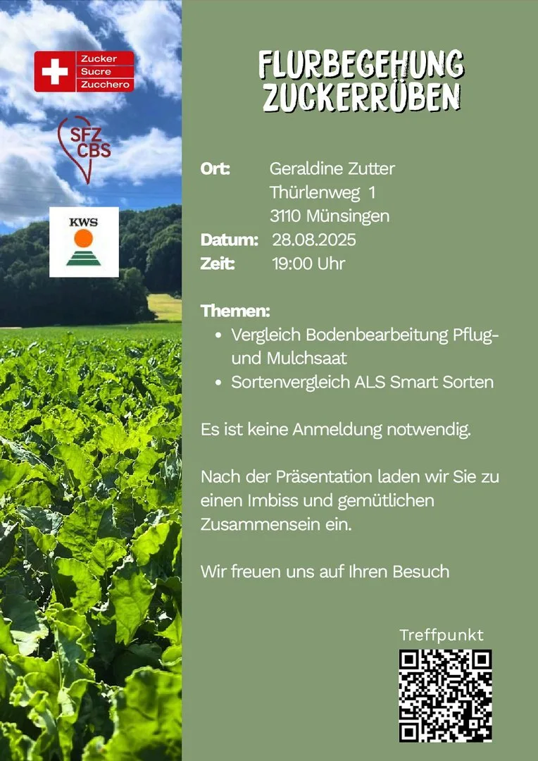Die Trockenheit schlägt auf den Zuckerrübenertrag