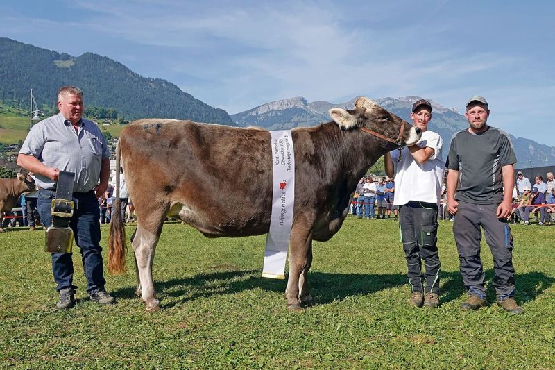 Plattenbach BS Nello Noelia von Aussteller Paul Reinhard aus St. Niklausen wurde Rindermiss bei den Brown Swiss.