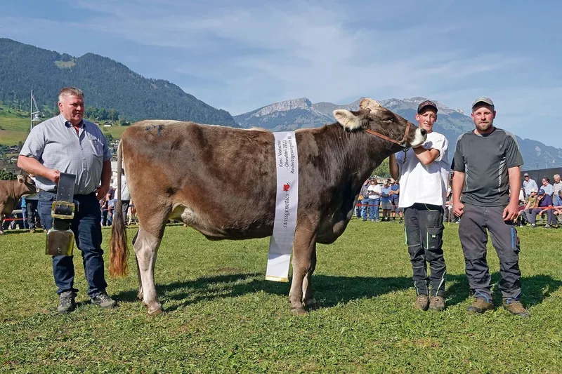 Plattenbach BS Nello Noelia von Aussteller Paul Reinhard aus St. Niklausen wurde Rindermiss bei den Brown Swiss.