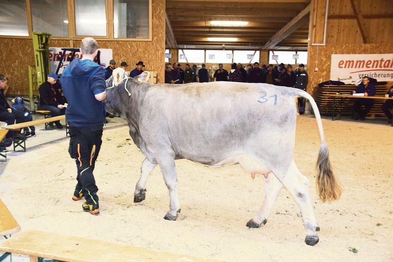 Auch etliche vielversprechende OB-Tiere waren im Angebot wie hier Anakin Anastasia von Martin Duss, Entlebuch LU.