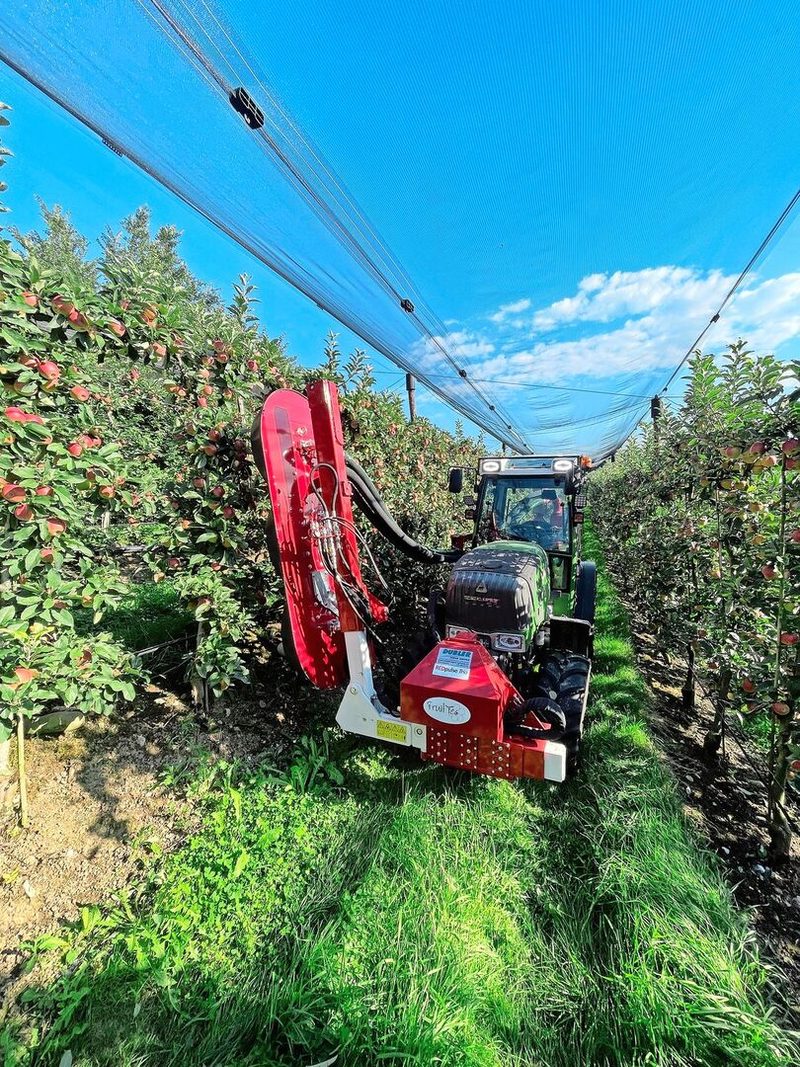 Das Entlaubungsgerät im Einsatz. Mit Lufdruck werden die Blätter zerfetzt, das bringt mehr Farbe an die Früchte.