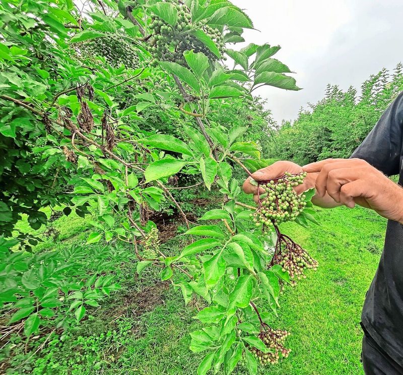 Die Holunderbeeren reifen ungleichmässig. Man muss sie lange hängen lassen, bis jede Beerentraube durchgehend ihre dunkle satte Farbe hat.
