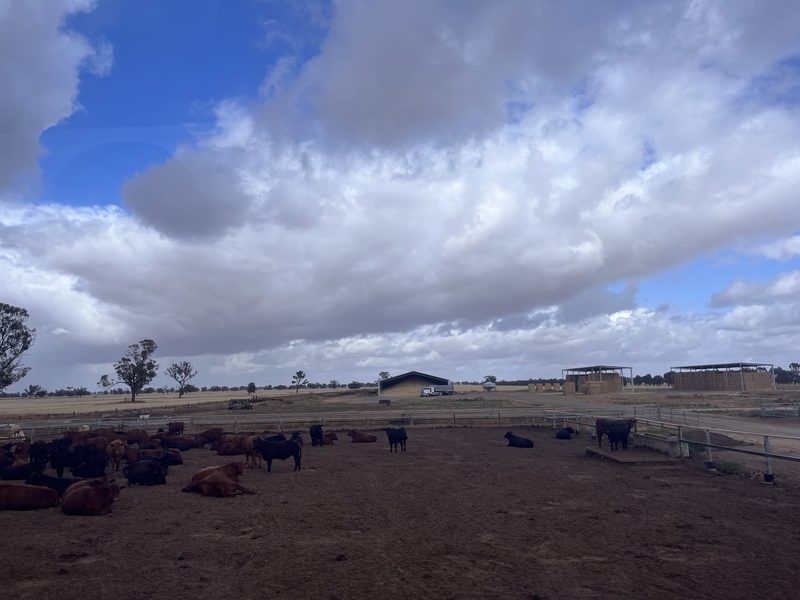 Tierwohl in Australien: Auch Feedlots müssen nachrücken