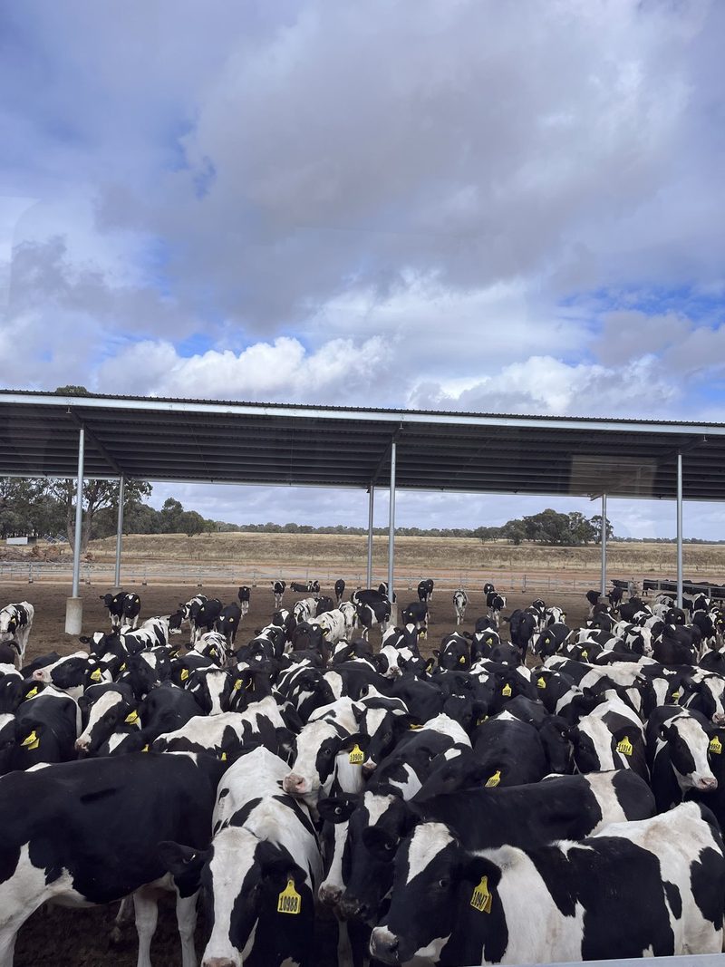 Tierwohl in Australien: Auch Feedlots müssen nachrücken