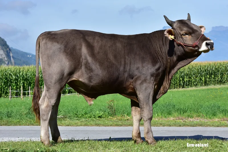 Der Original Braunvieh Stier Zoggel ist von der Seite her fotografiert.