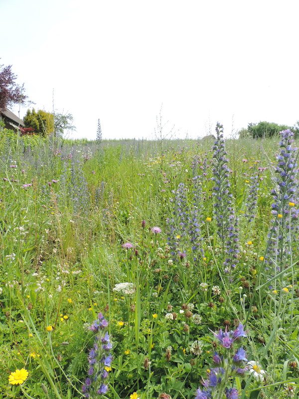 Fleissige Wildbienen in den Schaffhauser Rebbergen