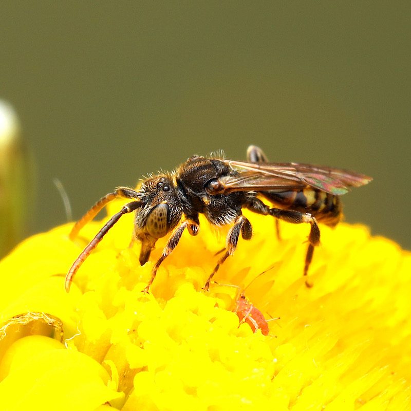 Fleissige Wildbienen in den Schaffhauser Rebbergen