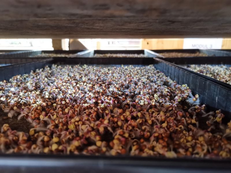 Microgreens – Winziges Gemüse vom Stadt-Dschungel auf den Salatteller