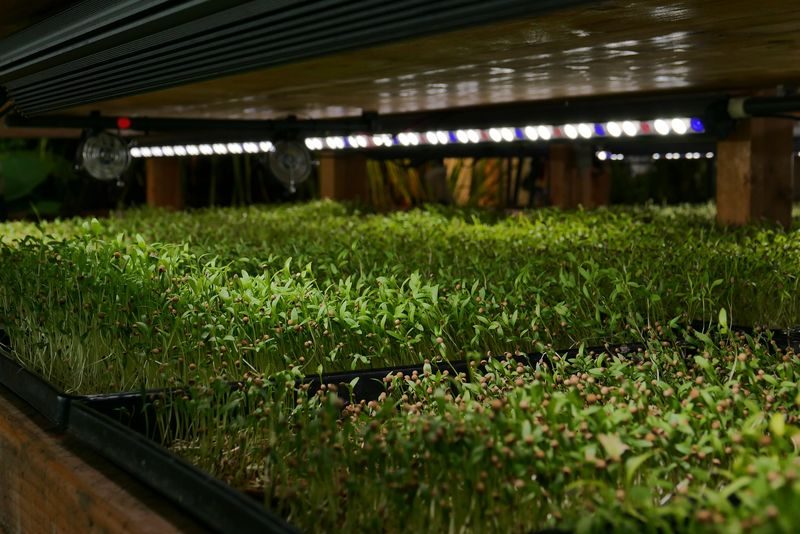 Microgreens – Winziges Gemüse vom Stadt-Dschungel auf den Salatteller