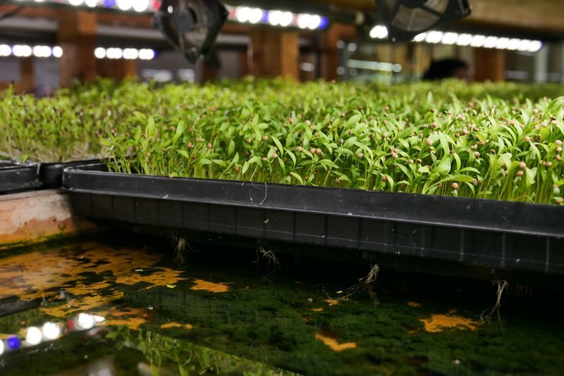 Microgreens – Winziges Gemüse vom Stadt-Dschungel auf den Salatteller