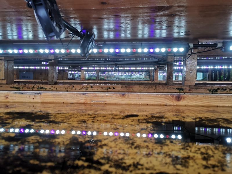 Microgreens – Winziges Gemüse vom Stadt-Dschungel auf den Salatteller