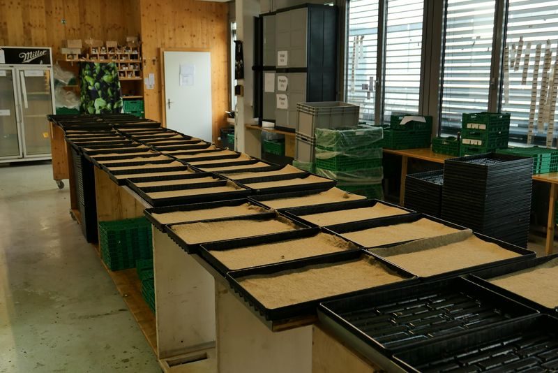 Microgreens – Winziges Gemüse vom Stadt-Dschungel auf den Salatteller