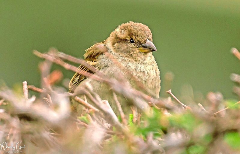 Sowohl Hausspatzen-Männchen als auch -Weibchen (Bild) sind grösser als Feldsperlinge.