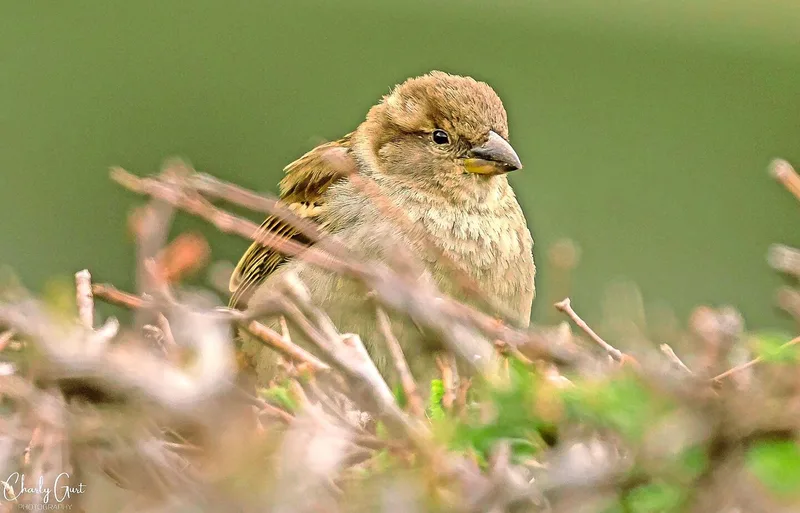 Sowohl Hausspatzen-Männchen als auch -Weibchen (Bild) sind grösser als Feldsperlinge.