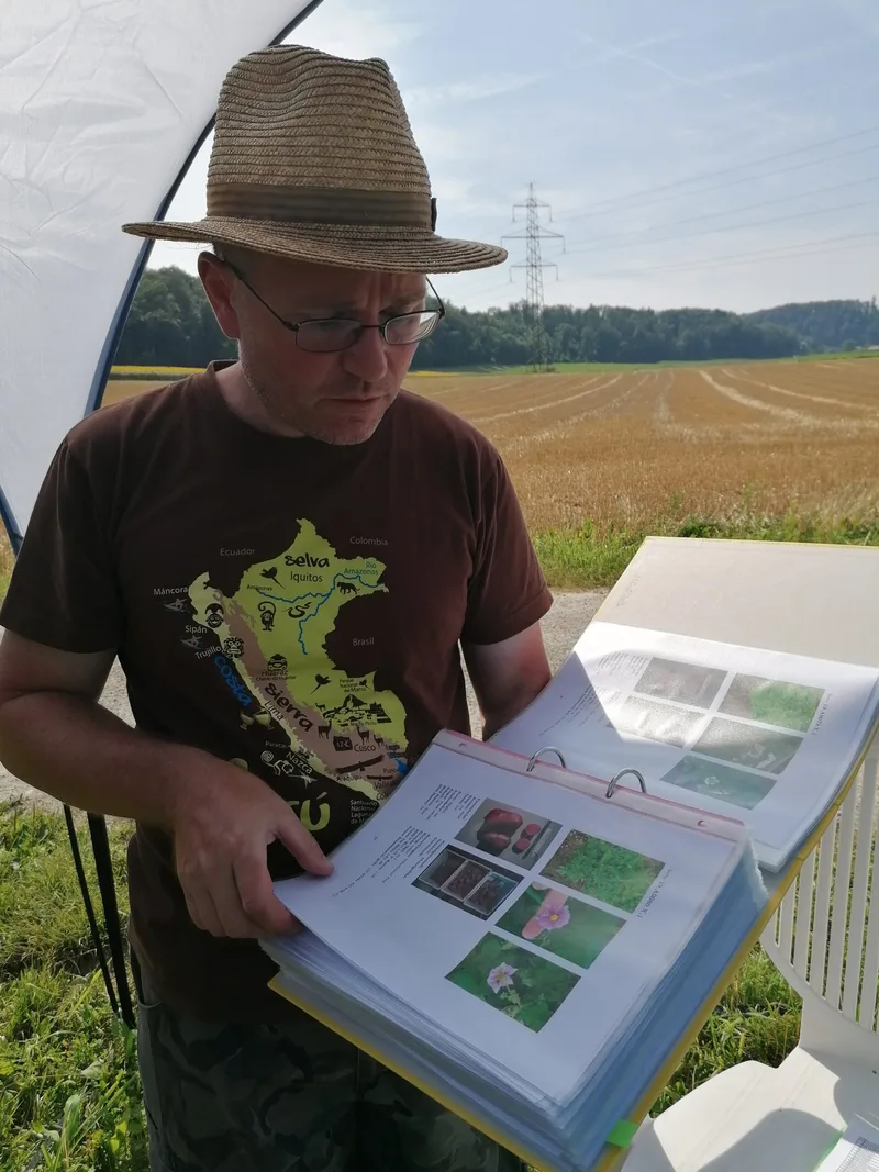 Die Blüten- und Duftpracht der Kartoffelpflanzen entdecken