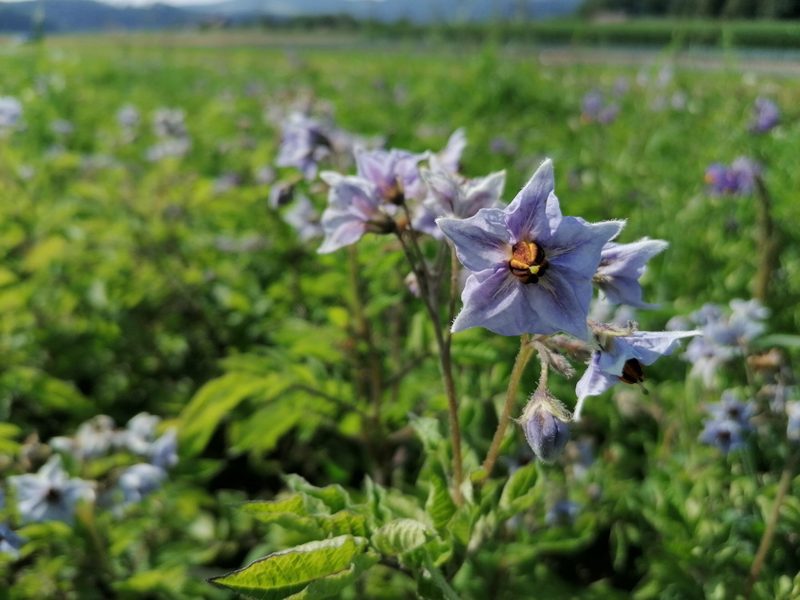 Die Blütenvielfalt der Kartoffelsorten im Züchtungsgarten ist enorm. (Bild Belinda Balmer)