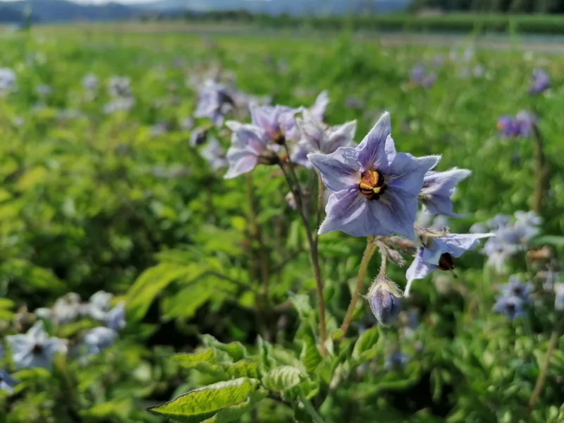 Die Blütenvielfalt der Kartoffelsorten im Züchtungsgarten ist enorm. (Bild Belinda Balmer)