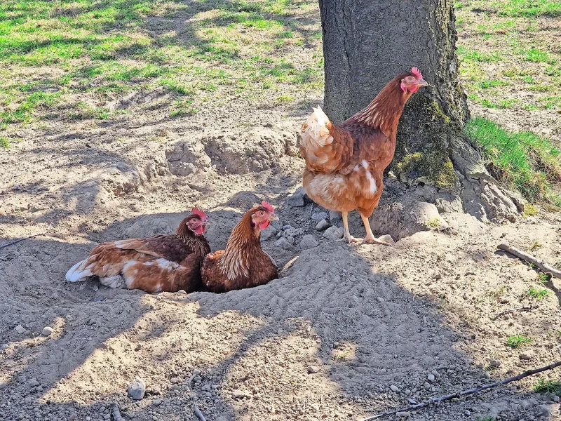 Legehennen im Auslauf: Das Tierwohl steht auf dem Gutisberg an oberster Stelle – auch ohne Labelorganisation.