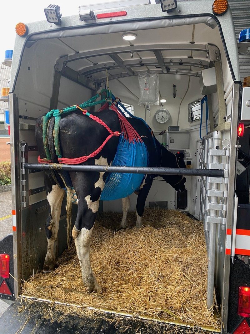 Der Grosstier-Rettungsdienst ist für alle Notfälle bestens gewappnet
