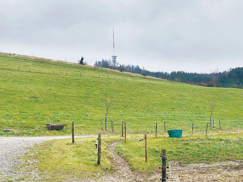Auf den steilen Weiden setzt Beat Bergmann eine möglichst vielfältige Mischung aus Gras, Kräutern und Klee ein.