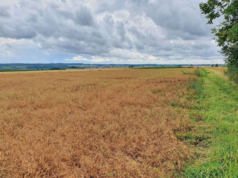 Die Erbsen stehen braun und erntebereit auf dem Feld.