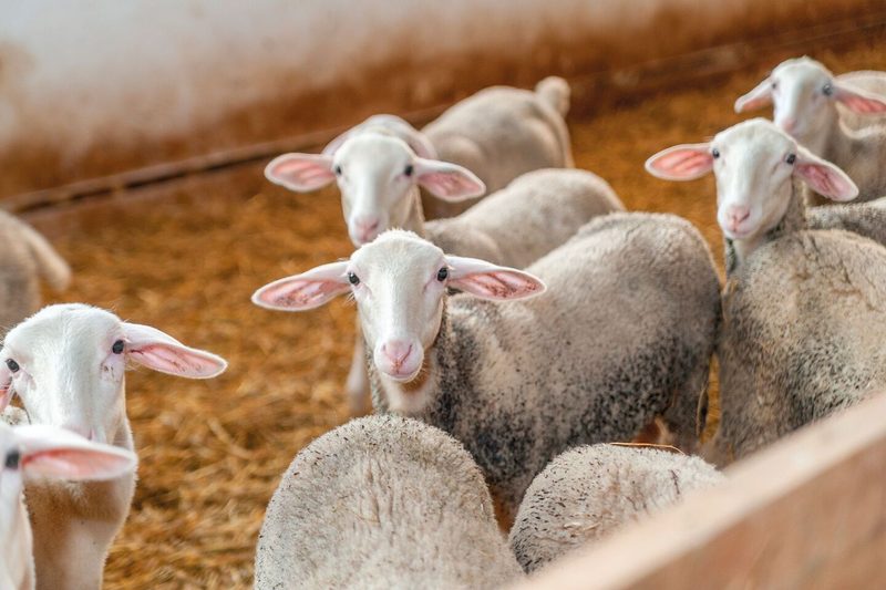 Lacaune-Schafe schauen in die Kamera.