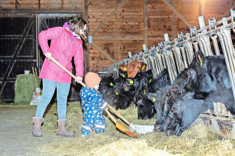 Auch Theo ist gerne immer überall dabei und hilft hier spielerisch seiner Mutter, den Angus-Mutterkühen das Futter hinzuschieben.