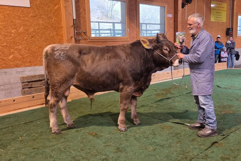 Winter-Zuchtstierenmarkt Sargans: Der neue Mister kommt aus Mädris