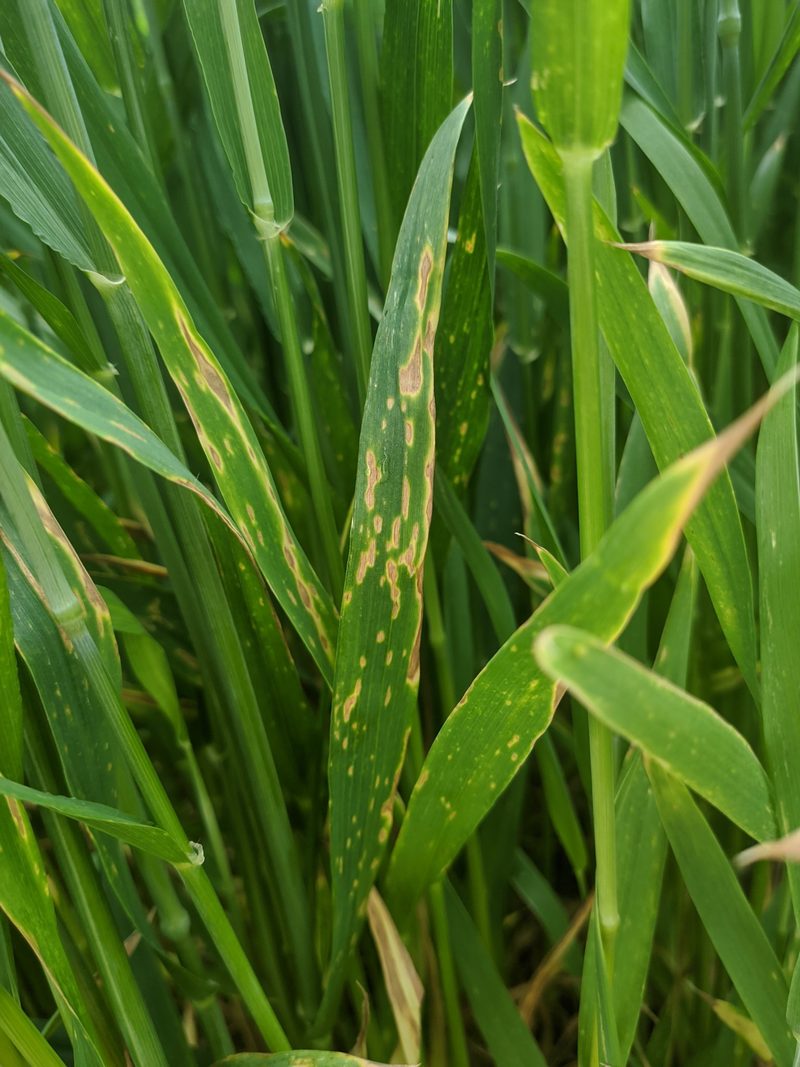 Der Regen brachte Wachstum, begünstigt aber auch Pilze und Schädlinge