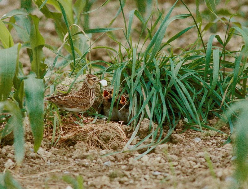 Untersaaten in Ackerkulturen schützen den Boden und die Biodiversität