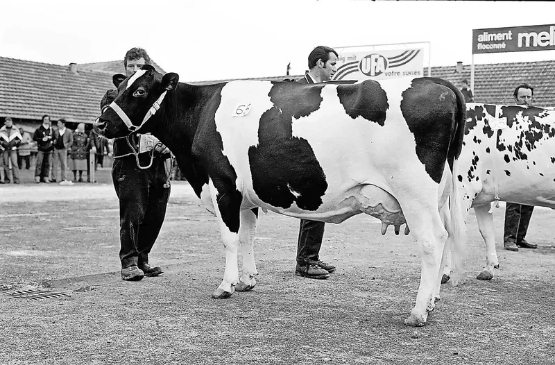 Die Holstein-Siegerkuh von 1980: Douane von den Gebrüdern Oberson aus Giffers. 1982 wiederholte Douane ihren Triumph noch einmal.
