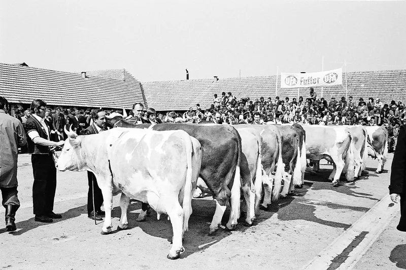 An der Expo Bulle im Jahr 1976 waren die Simmentalerkühe noch gut vertreten. Die Reinzucht hat sich seither massiv vorwärts entwickelt.