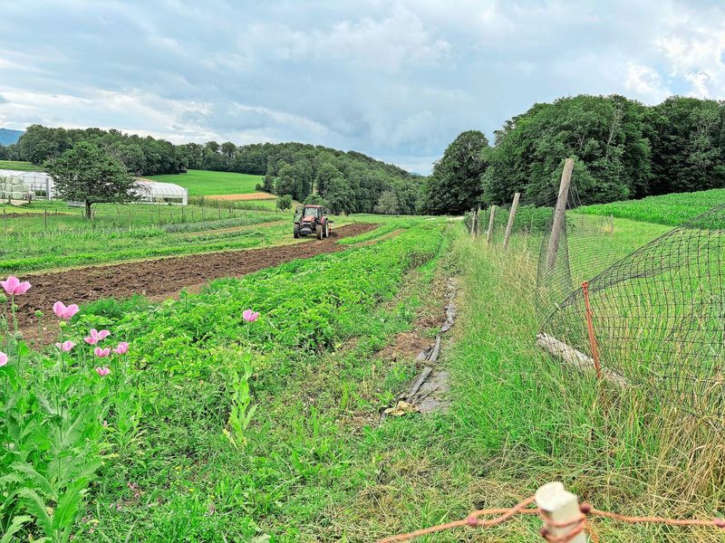 In ihrem Garten baut die Agronomin die beiden Kartoffelsorten Agria und Acoustic an.