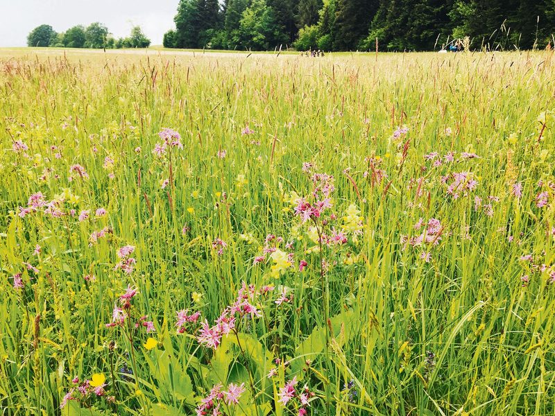 Ab 2023 sollen Beiträge die funktionale Biodiversität und Bodenfruchtbarkeit fördern.(Bild BauZ)
