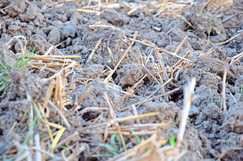 Die Vorkultur ist ein weiterer Faktor: Nach Getreide oder Mais mit Stoppelsturz im Herbst korrigiert die GRUD die N-Düngung nach oben.