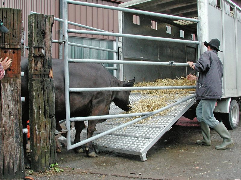 Eine Kuh geht die Rampe zum Transportanhänger hinauf.