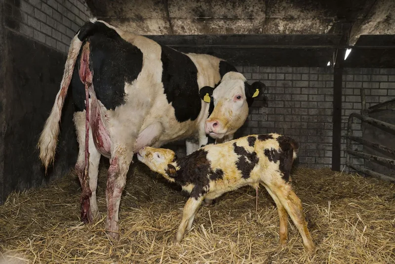 Ein Kalb trinkt bei seiner Mutter, bei der gleichzeitig die Nachgeburt abgeht.