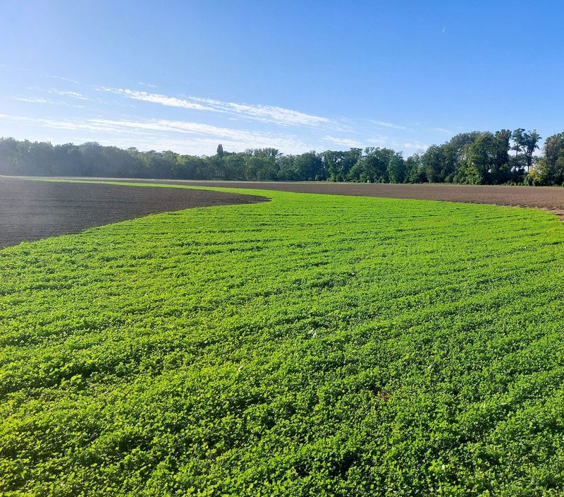 Umgang mit dem Klimawandel: «Mittlerweile trägt mein Kaktus Gummistiefel und Mütze»