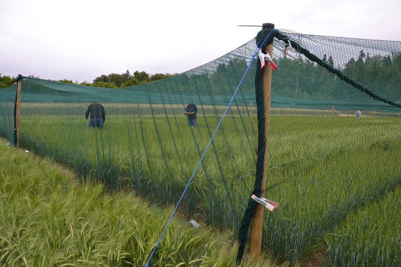Gentechnik im Feld: Ein Blick hinter die Zäune der Protected Site in Zürich