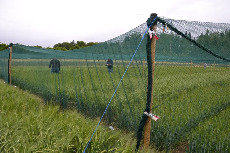 Gentechnik im Feld: Ein Blick hinter die Zäune der Protected Site in Zürich