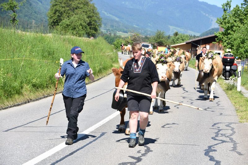 Ein Leben auf dem Berg: Der Alpaufzug in Reutigen ging unter die Haut