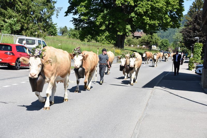 Ein Leben auf dem Berg: Der Alpaufzug in Reutigen ging unter die Haut