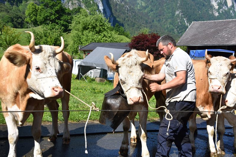 Ein Leben auf dem Berg: Der Alpaufzug in Reutigen ging unter die Haut