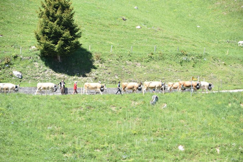 Ein Leben auf dem Berg: Der Alpaufzug in Reutigen ging unter die Haut
