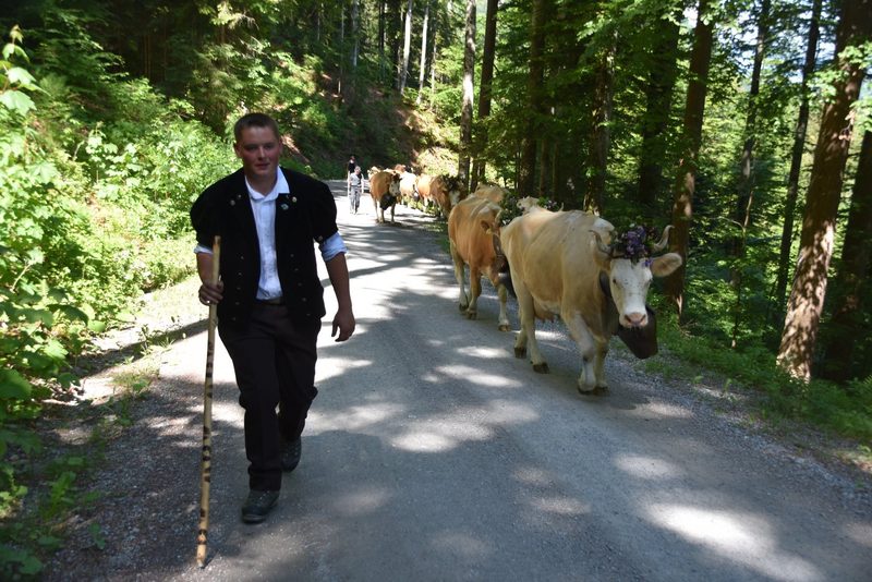 Ein Leben auf dem Berg: Der Alpaufzug in Reutigen ging unter die Haut